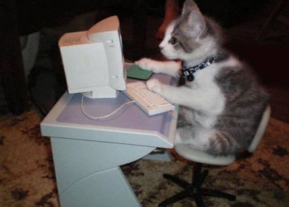 cat sitting in front of the computer