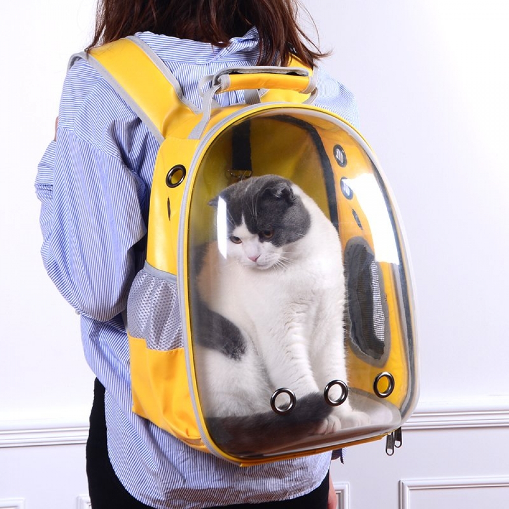 cat in a cat carrier